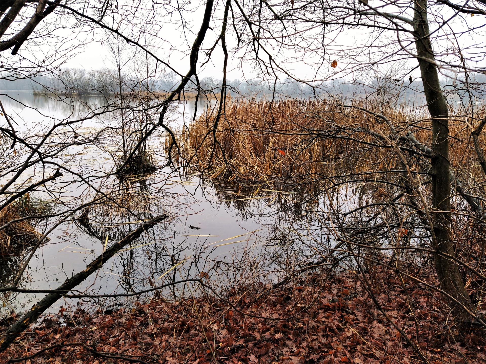 Karviná – rybníky – pohled na Dubový rybník